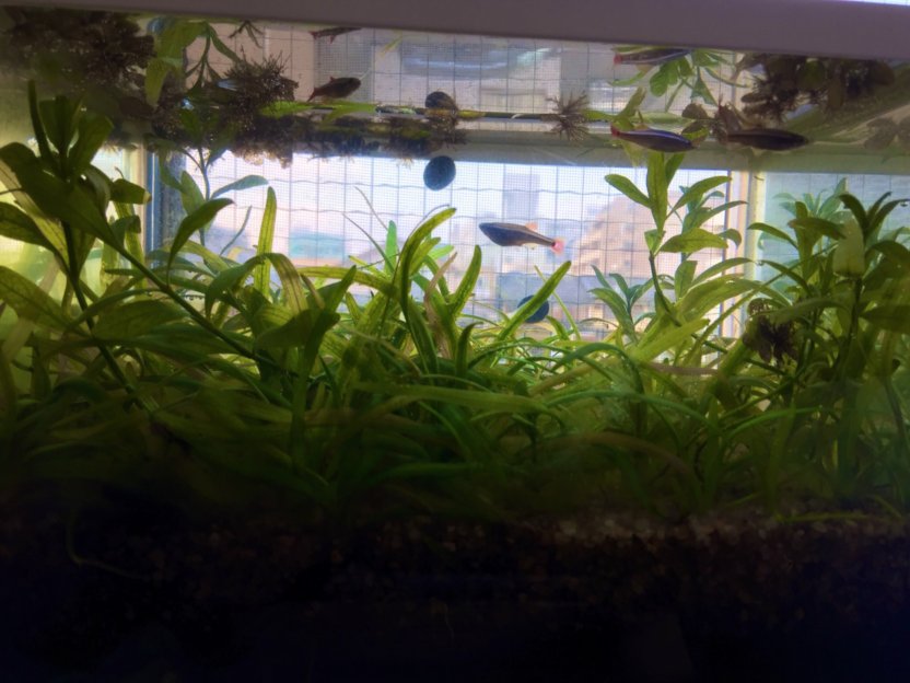 じょんのアクアリウム シンプルな水草水槽 美容師のたまご じょんのアクアリウム シンプルな水草水槽 美容師のたまご