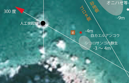 白カエル