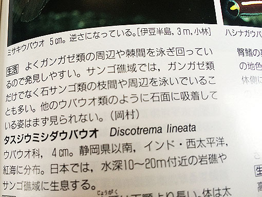 ハシナガウバウオ