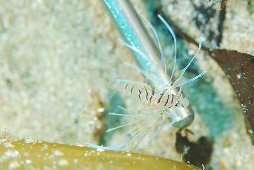 ミノカサゴの幼魚