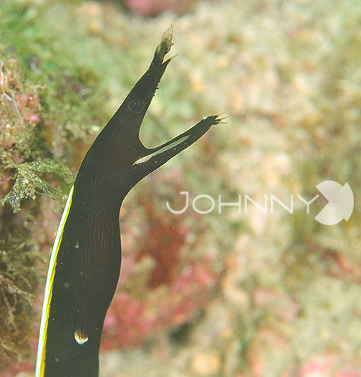 ハナヒゲウツボの幼魚