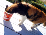 カップヌードル猫