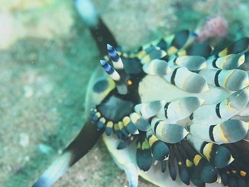 ケイウミノウミウシ