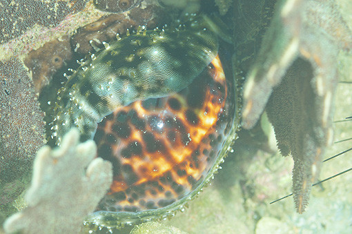 タカラガイ