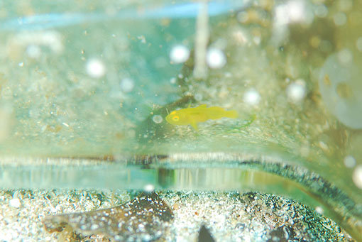 ミジンベニハゼの幼魚