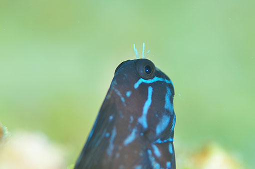 ¤·¤ª¤¿¤í¤¦DSC_1566