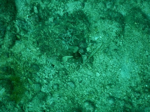 DSCN4384