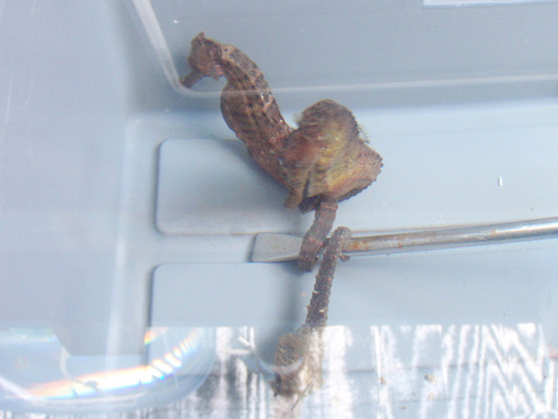 タツノオトシゴ