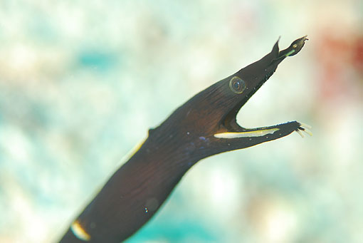 ハナヒゲウツボ