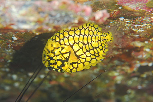 マツカサウオ