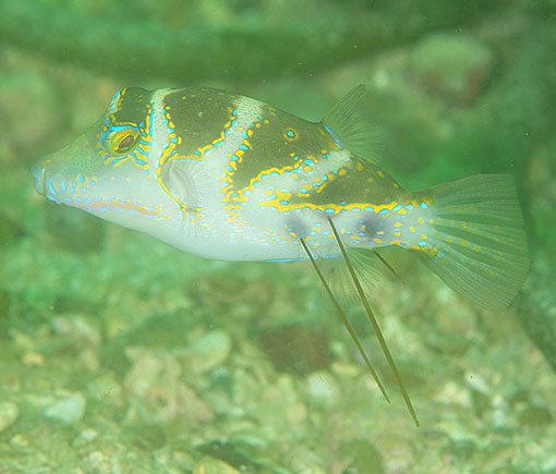 ガンガゼの刺さったキンチャクフグ