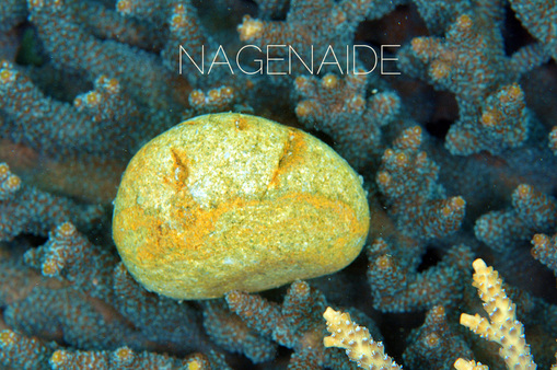 nagenaide