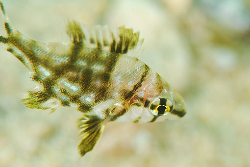 メイチダイ幼魚
