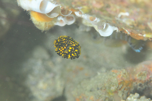 マツカサウオの幼魚1