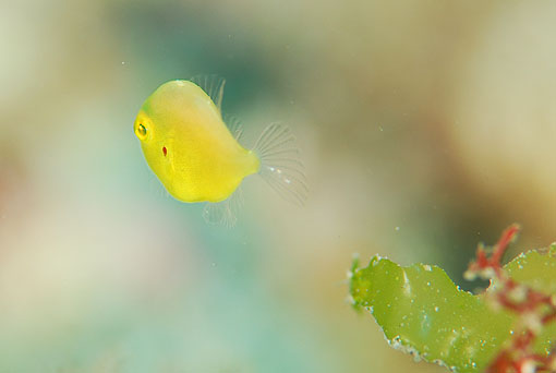 アオサハギの幼魚(魂)