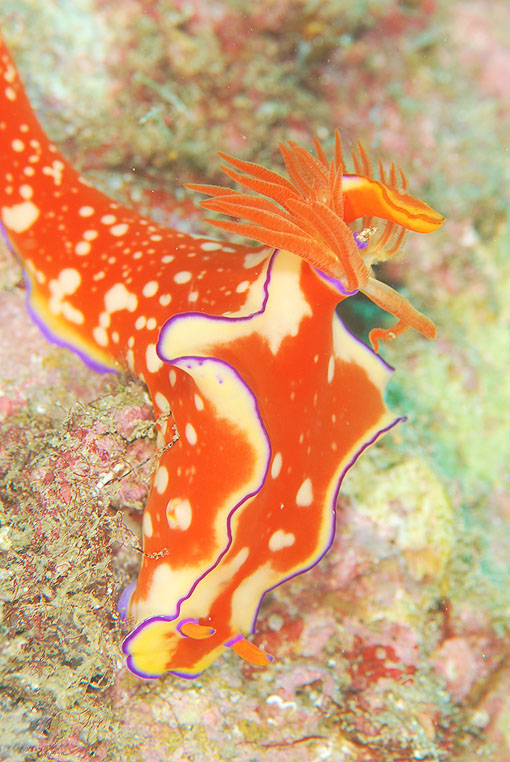 ニシキウミウシ