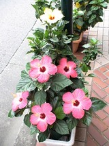 �ϥ��ӥ�����