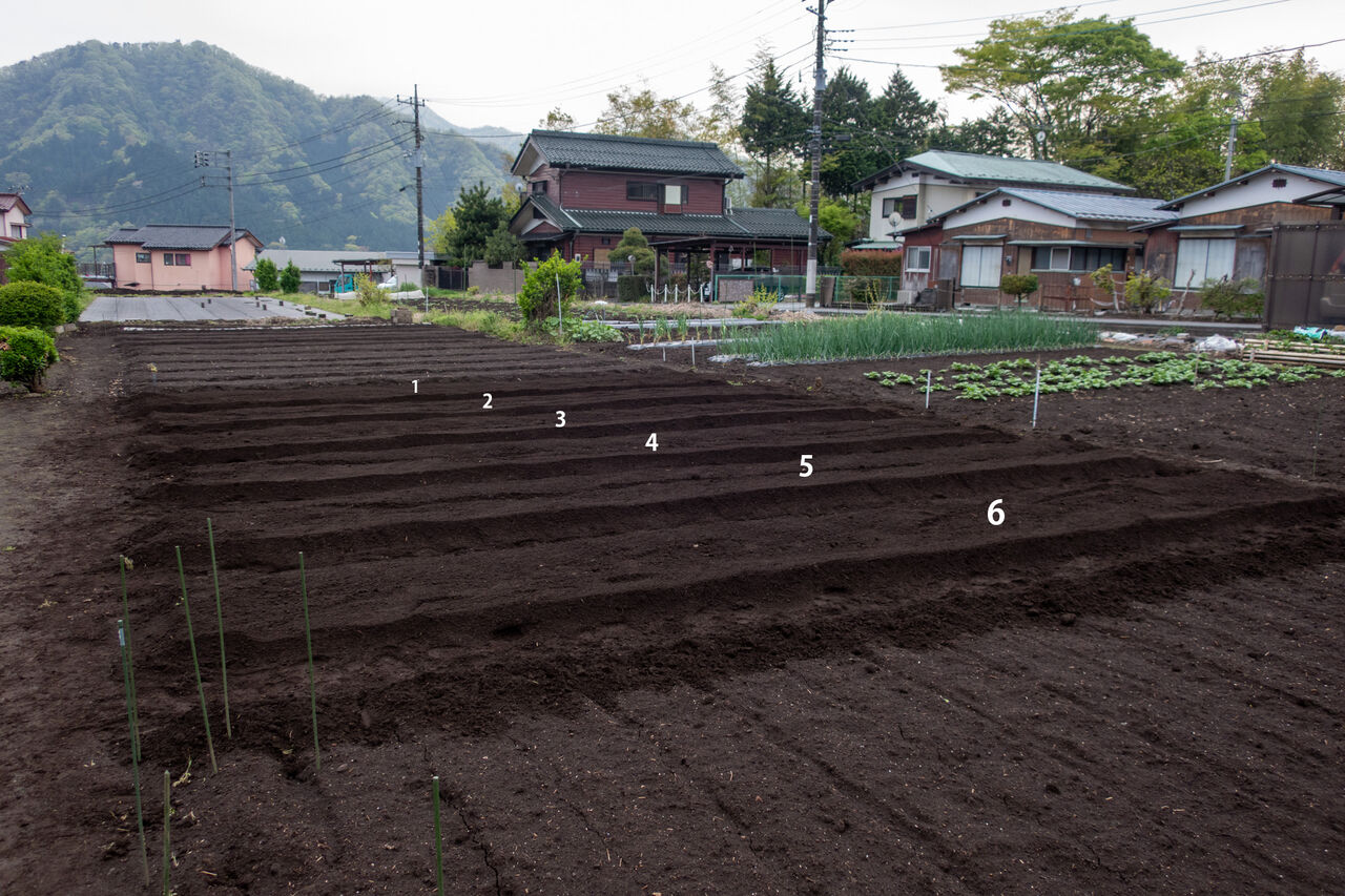 追加の畝を立てた : 畑仕事と庭仕事