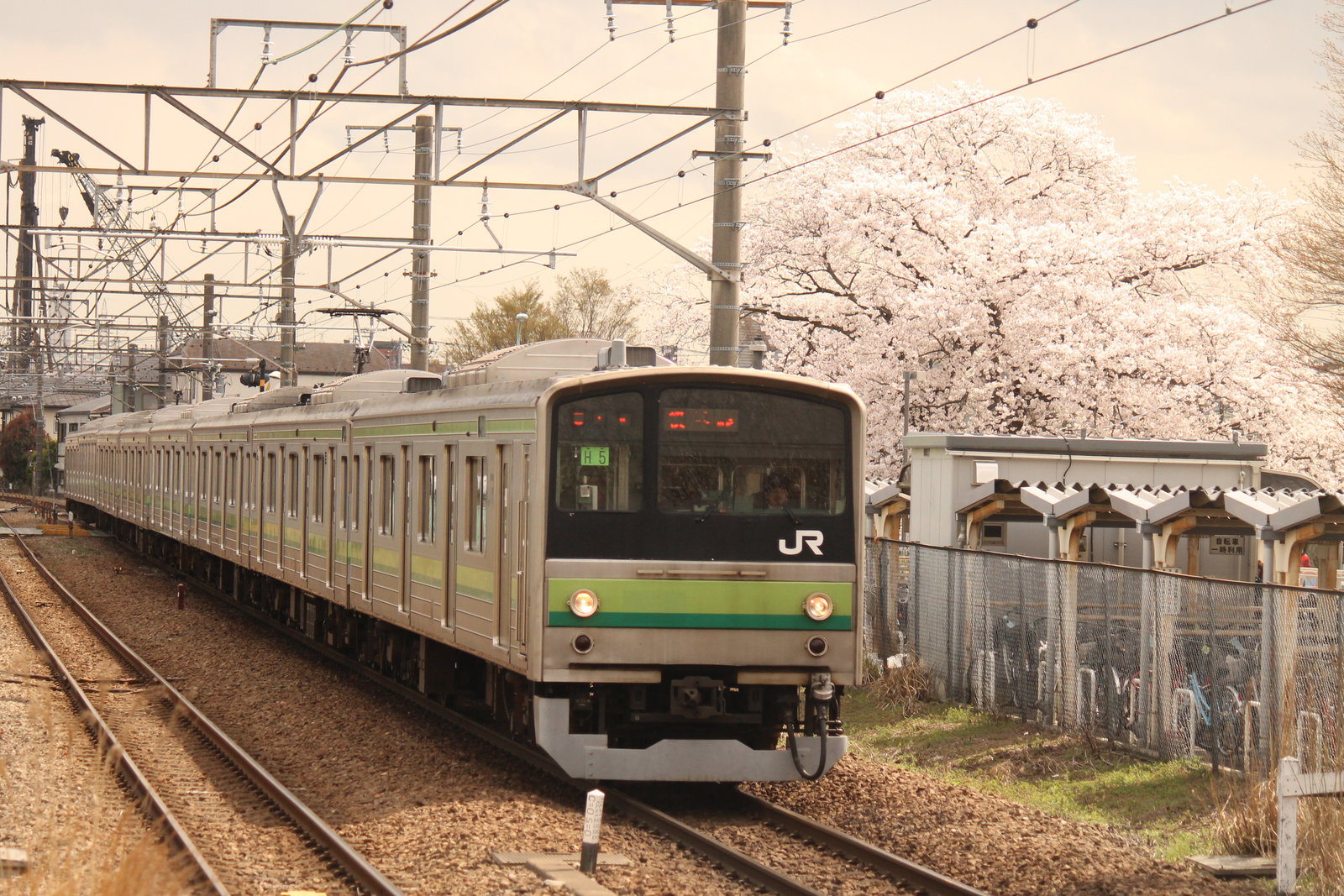 桜子 あずき🐾🩵🩷 on X: 