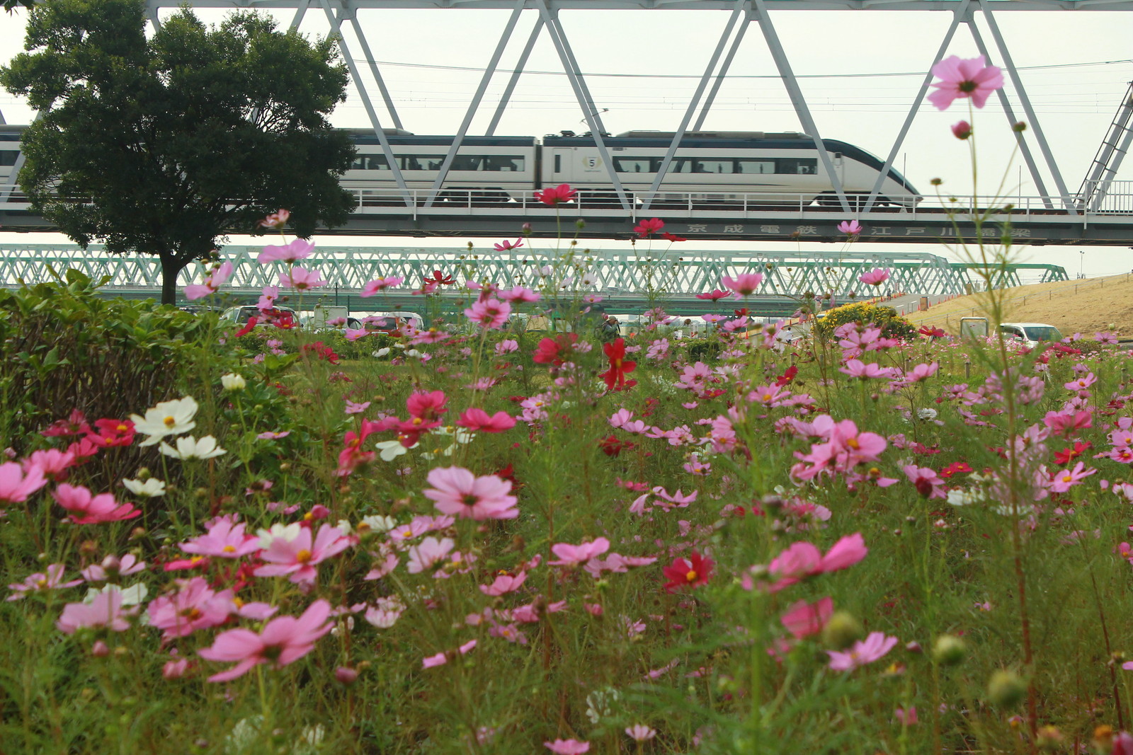 秋桜～京成とコスモスを撮影をする2 AE100形最後の？コスモスの
