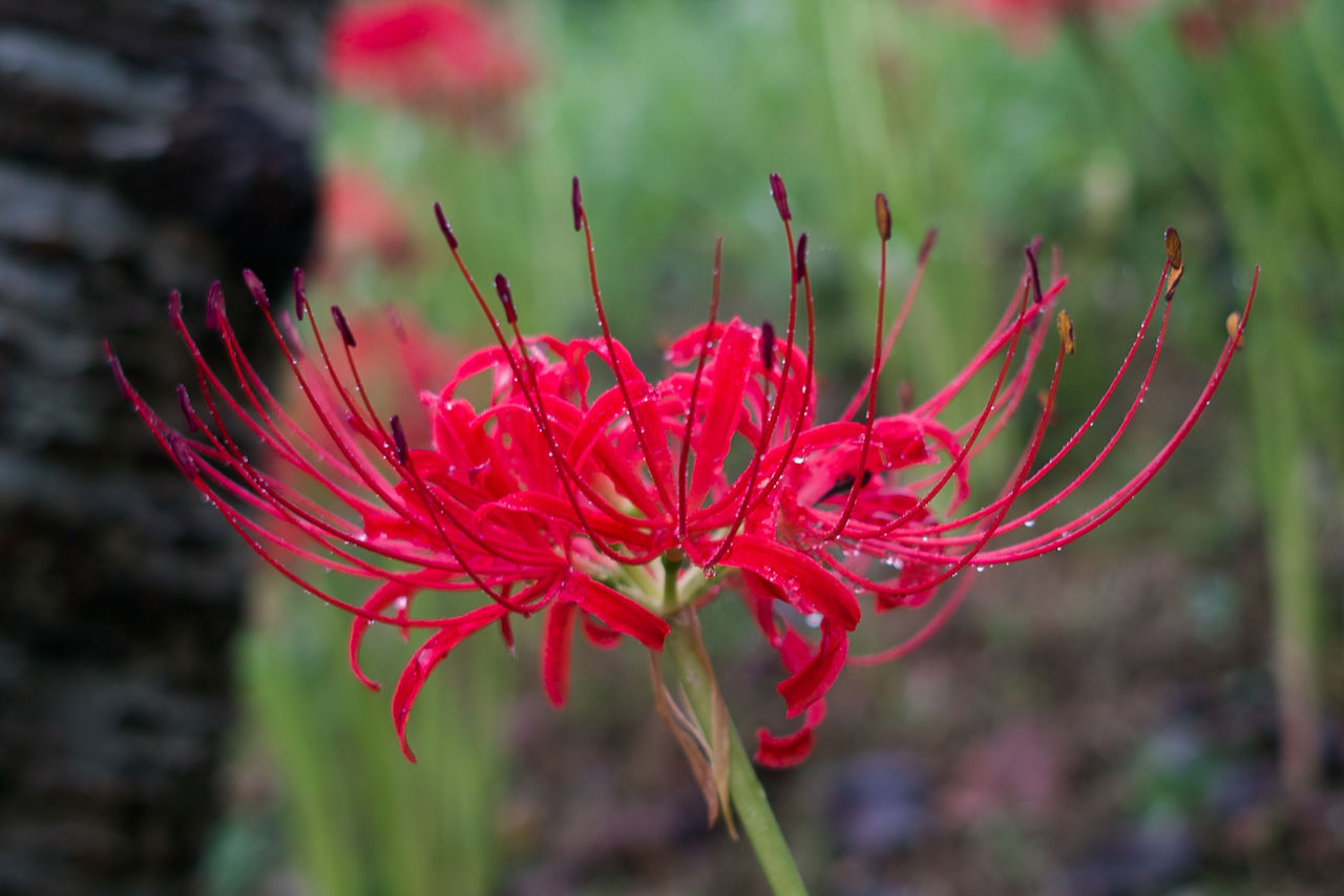 お彼岸の花 Isoノ家 お彼岸の花 Isoノ家