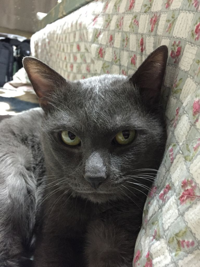 MEMORIES OF MY LOVE CAT : original-jazzville/jojoのブログ