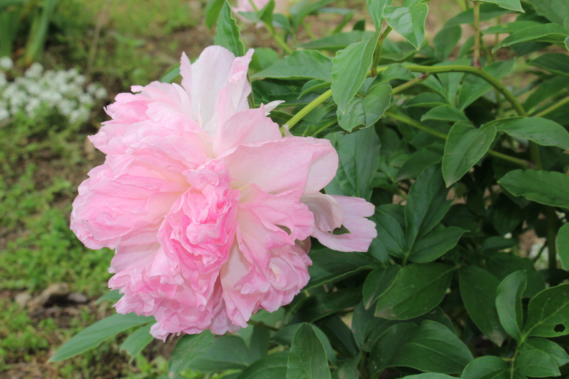 ひだまりの庭で咲く花とお知らせ 里山シンフォニー