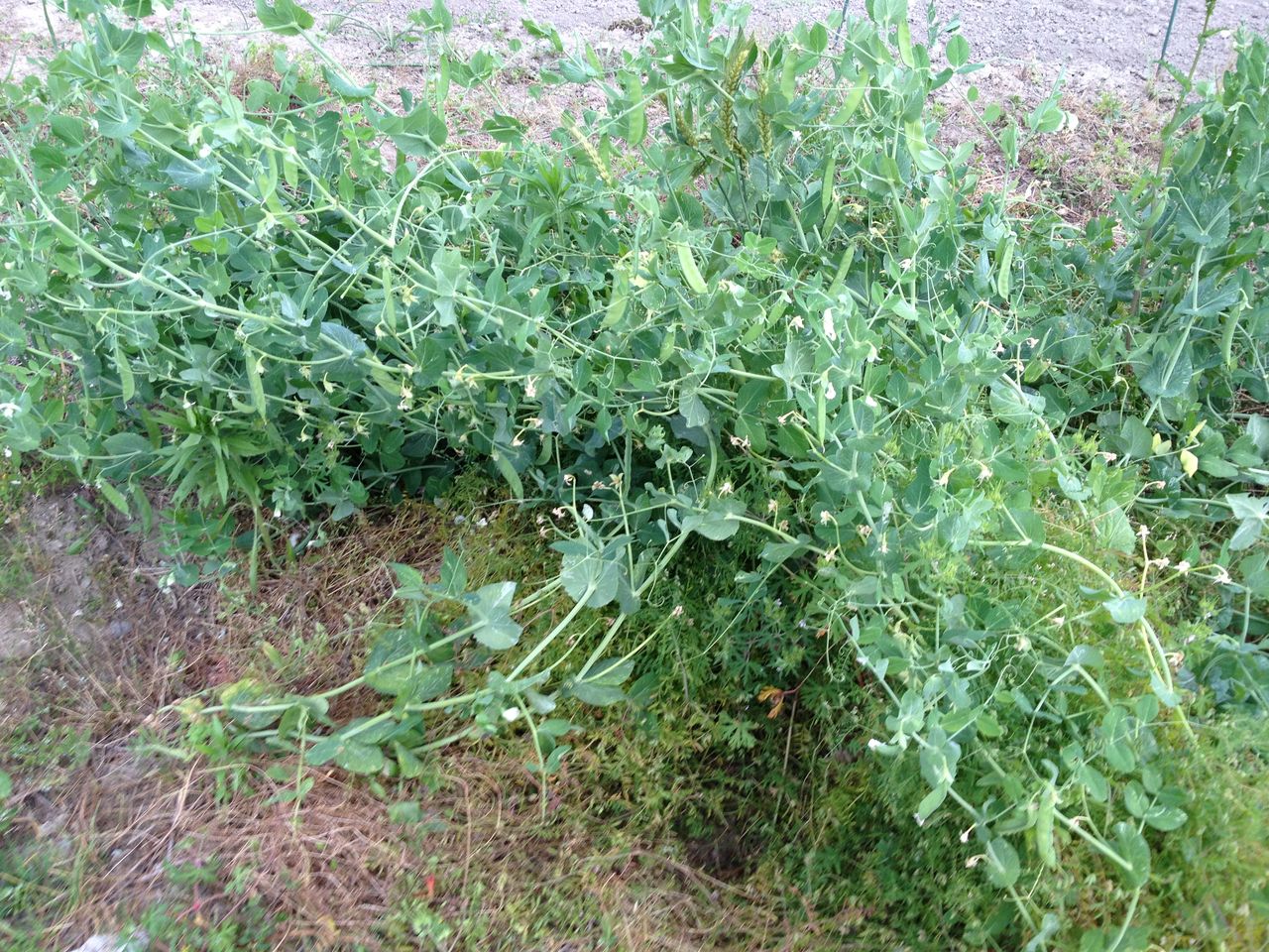 自立したさやえんどうのその後 野菜とお花の自然栽培日記 自立したさやえんどうのその後 野菜とお花の自然栽培日記