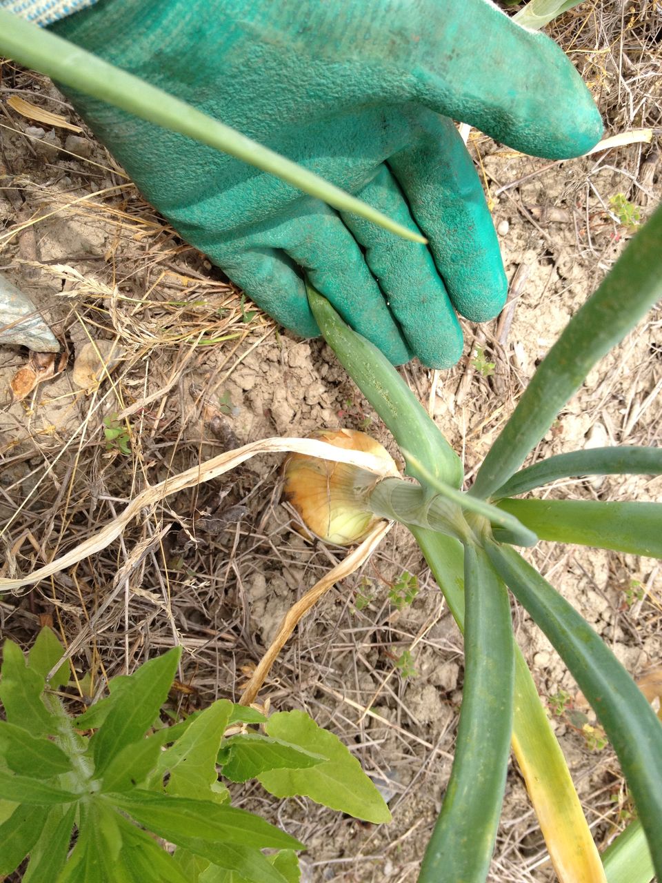 ホーム玉ねぎ できました 野菜とお花の自然栽培日記 ホーム玉ねぎ できました 野菜とお花の自然栽培日記