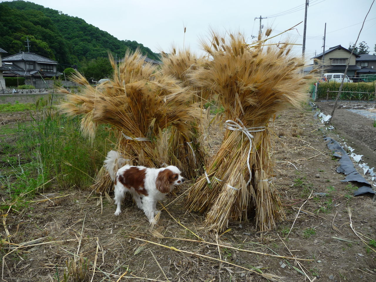 大麦収穫しました 野菜とお花の自然栽培日記 大麦収穫しました 野菜とお花の自然栽培日記