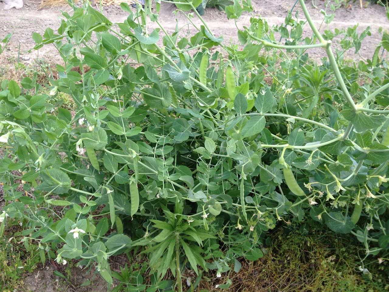 自立したさやえんどうのその後 野菜とお花の自然栽培日記 自立したさやえんどうのその後 野菜とお花の自然栽培日記