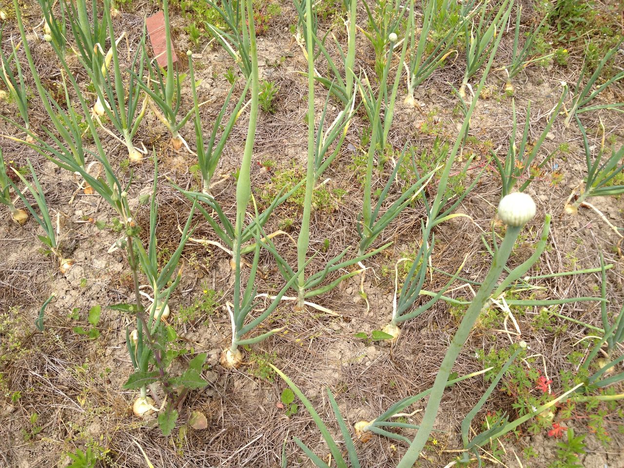 ホーム玉ねぎ できました 野菜とお花の自然栽培日記 ホーム玉ねぎ できました 野菜とお花の自然栽培日記