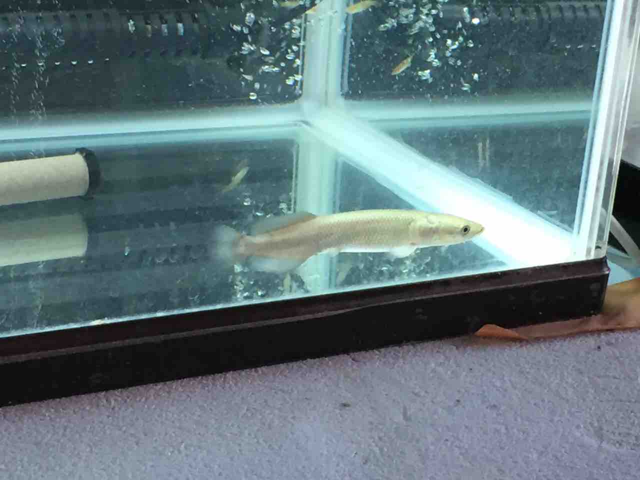 19年12月 ピラルクと大型魚