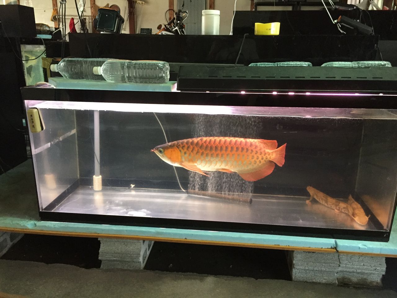 18年07月 ピラルクと大型魚