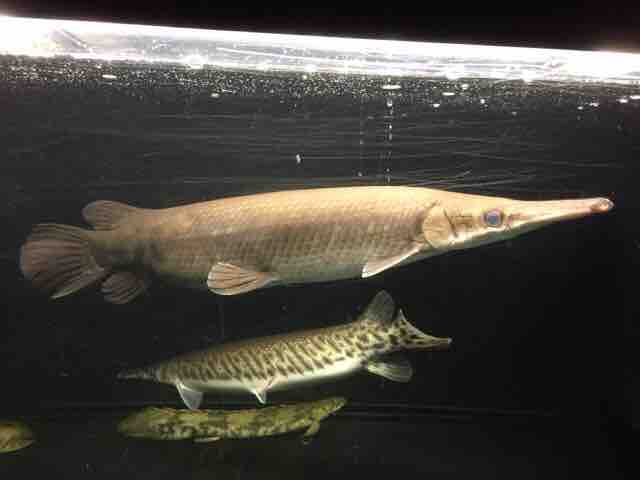年01月15日 ピラルクと大型魚