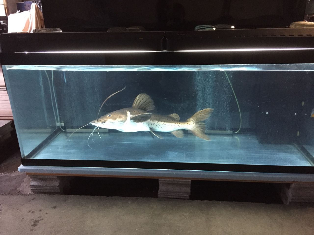 練習用 ピラルクと大型魚