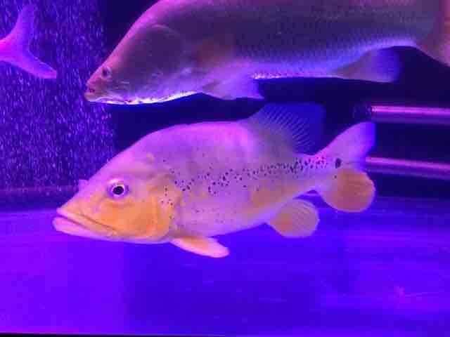 新魚導入 ピラルクと大型魚
