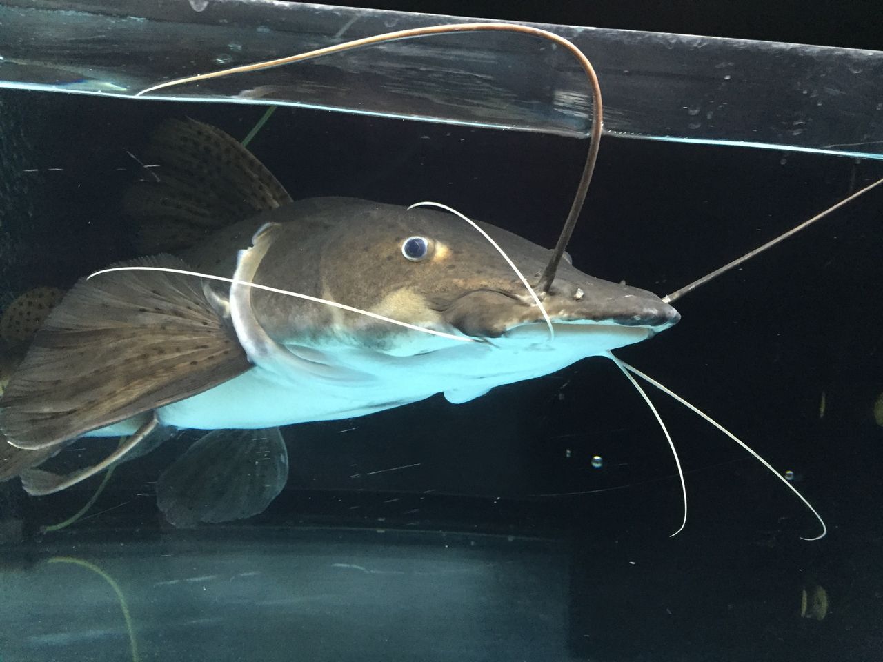 練習用 ピラルクと大型魚