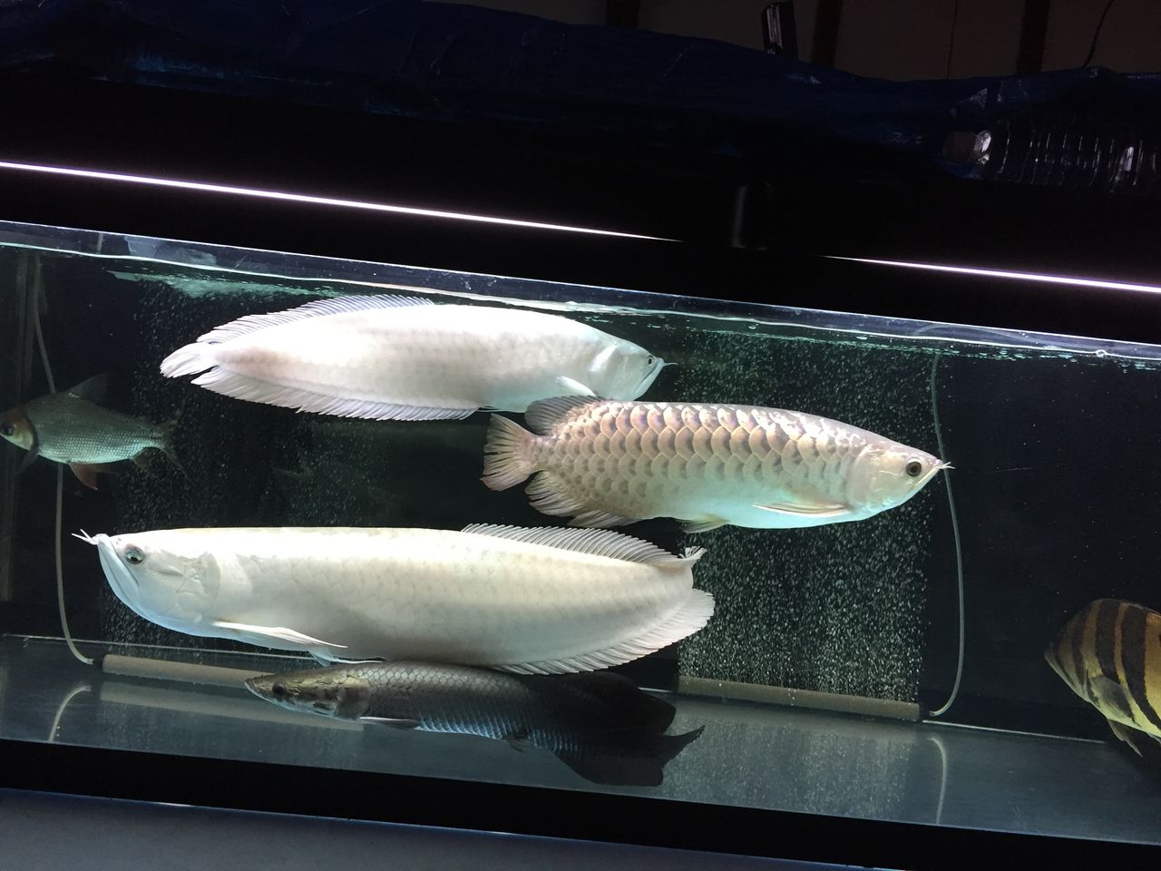 17年10月 ピラルクと大型魚