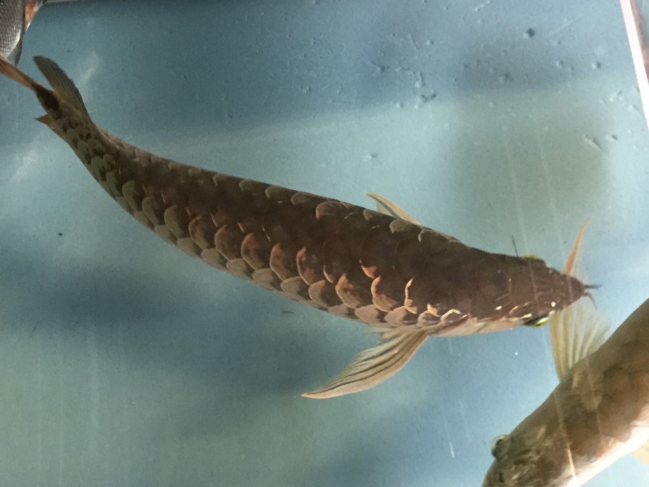 17年06月 ピラルクと大型魚