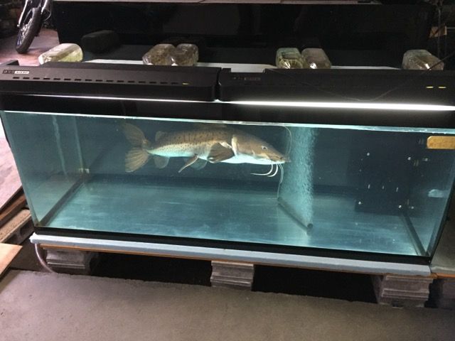 ガレージ兼水槽部屋 ピラルクと大型魚
