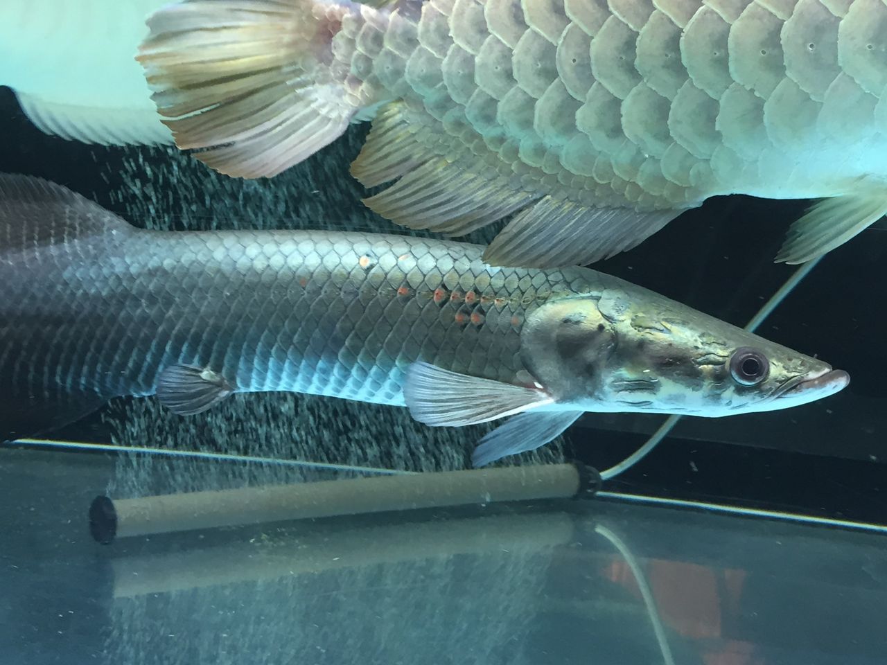 練習用 ピラルクと大型魚 練習用 ピラルクと大型魚