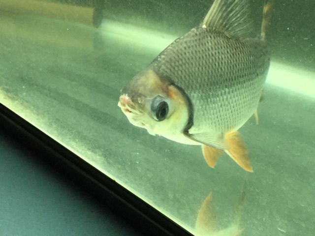 16年07月 ピラルクと大型魚 16年07月 ピラルクと大型魚