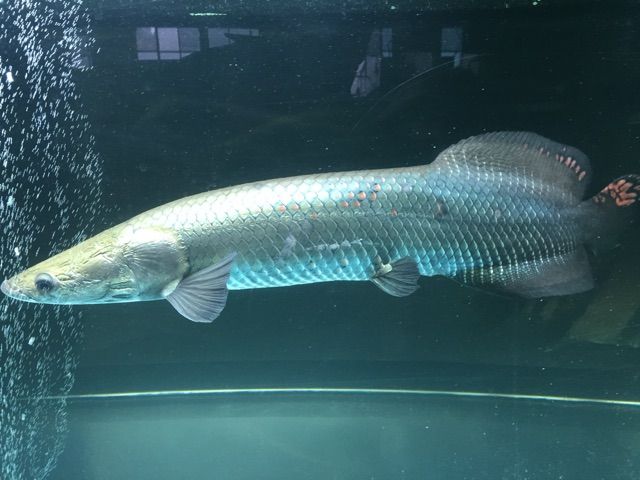 掃除屋 別水槽へ ピラルクと大型魚