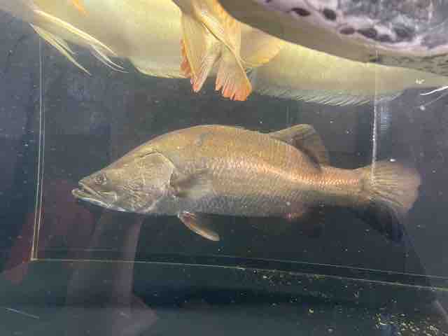バラマンディ 死す : ピラルクと大型魚