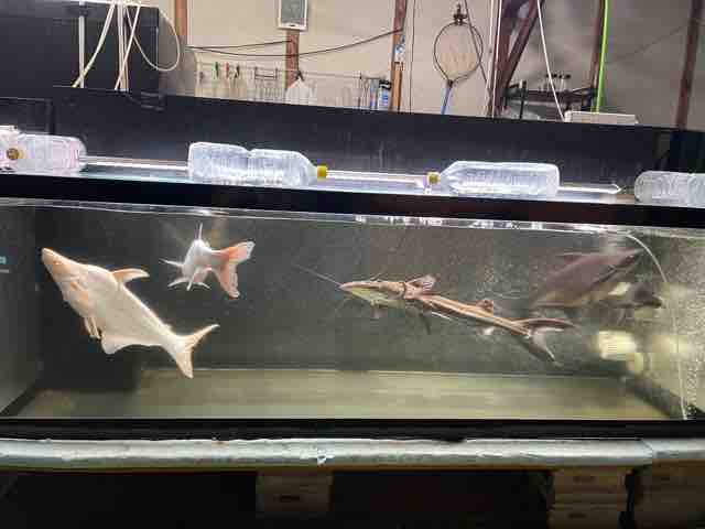プラニセプス 成長記録 : ピラルクと大型魚