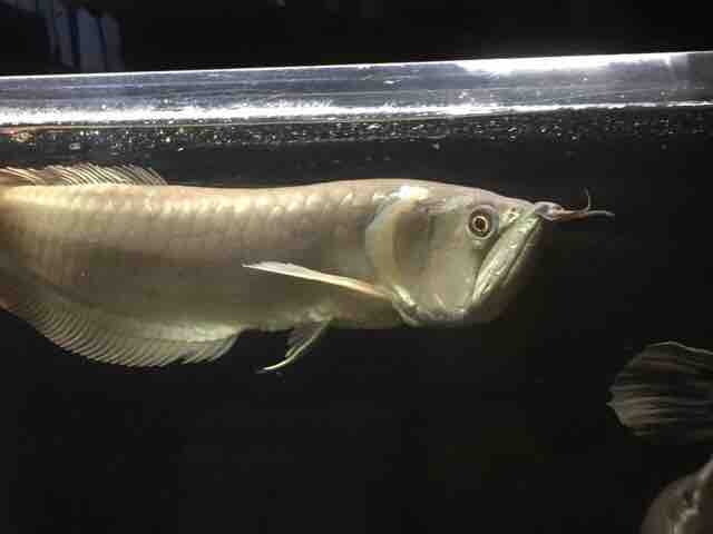ピラルクと大型魚