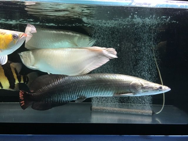 練習用 ピラルクと大型魚