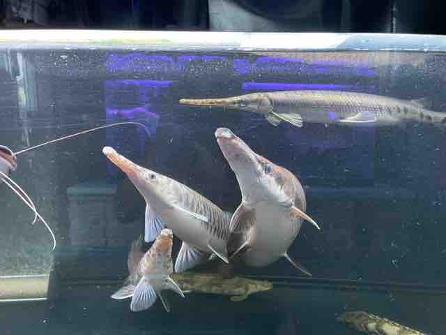 21年09月 ピラルクと大型魚 21年09月 ピラルクと大型魚