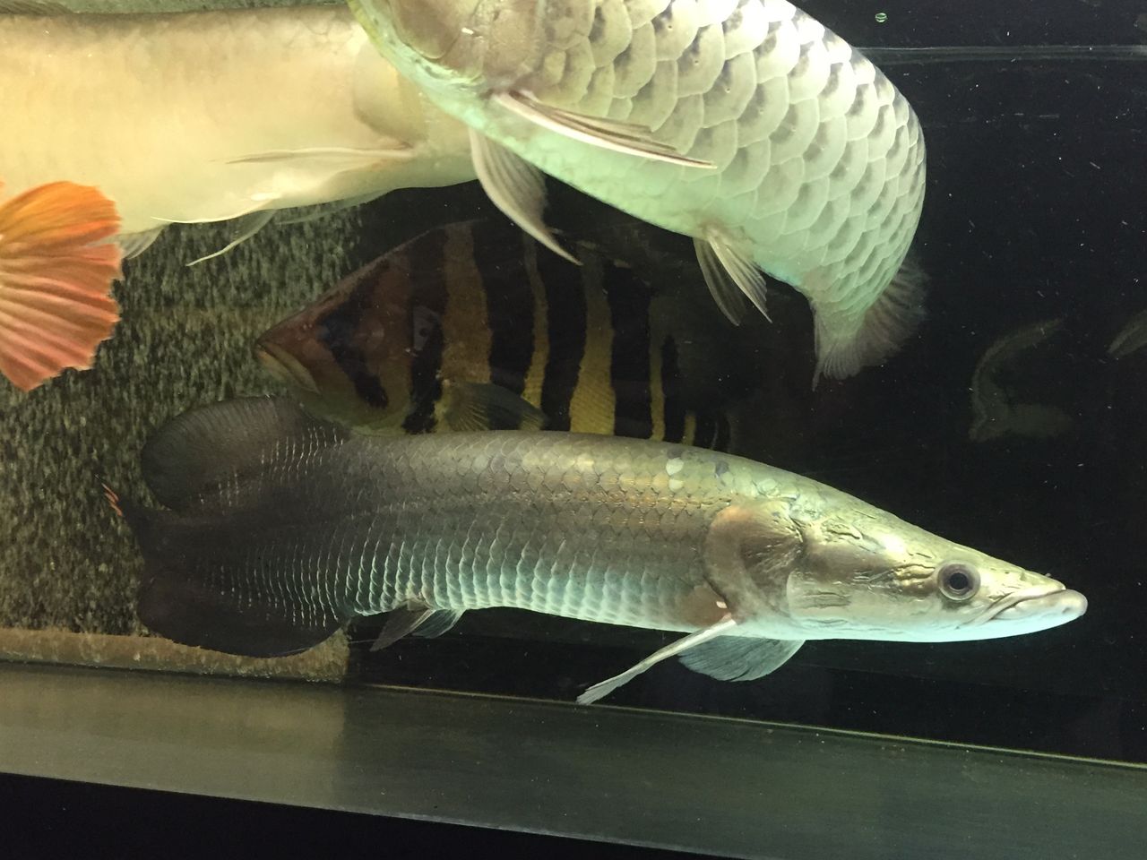 18年05月 ピラルクと大型魚 18年05月 ピラルクと大型魚